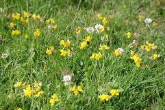 Wildflower meadow - Keens Field